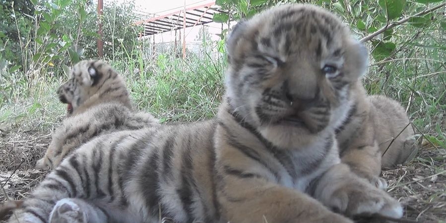 Вижте трите симпатични амурски тигърчета, родени в зоопарк в Крим (ВИДЕО)