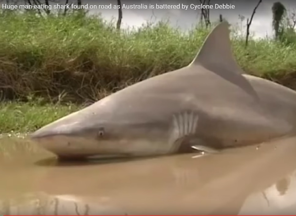 Ураганът Деби изхвърли страшна акула насред шосе (ВИДЕО)