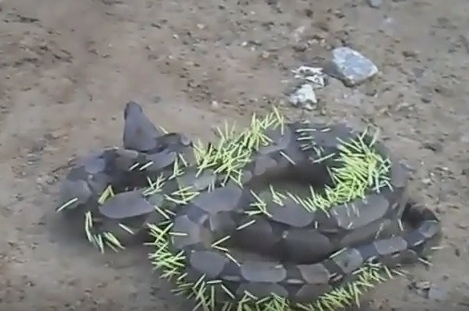 Ужасяващо ВИДЕО показва какво става, когато змия реши да яде таралеж