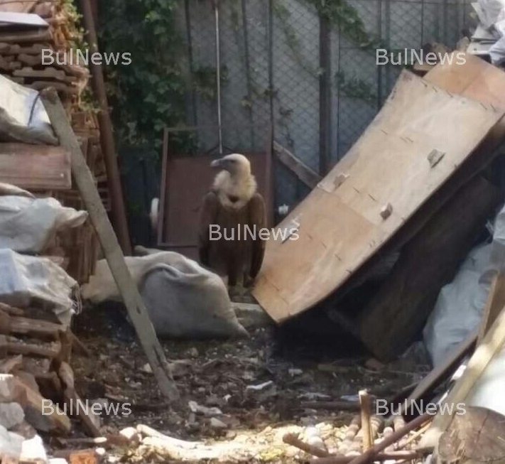  Белоглав лешояд падна в двор във Враца (СНИМКИ)
