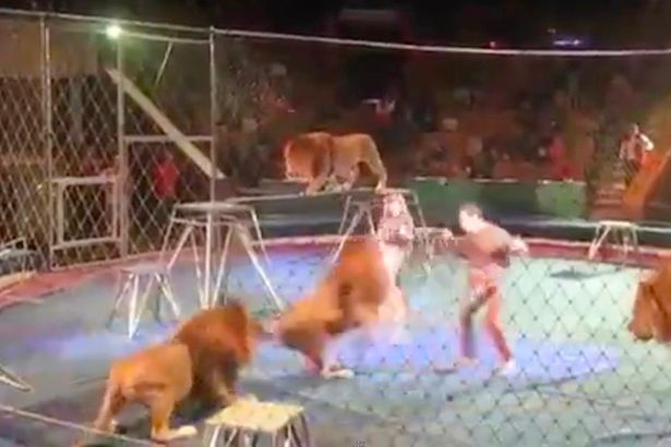 Смразяваща гледка: Лъвове брутално се нахвърлиха върху дресьора си пред шокираните зрители (СНИМКИ/ВИДЕО 18+)