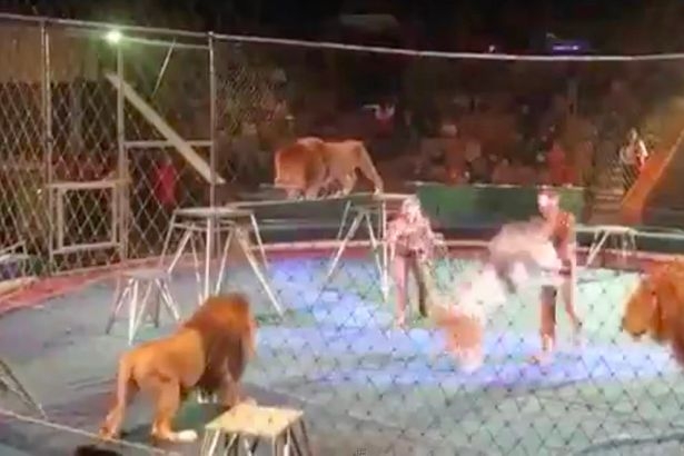 Смразяваща гледка: Лъвове брутално се нахвърлиха върху дресьора си пред шокираните зрители (СНИМКИ/ВИДЕО 18+)