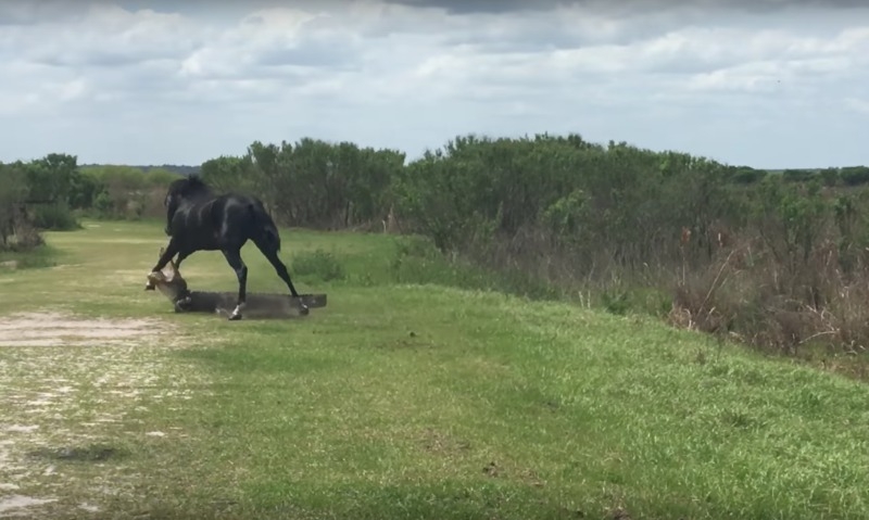 Заснеха невероятен бой - див кон срещу алигатор (ВИДЕО)