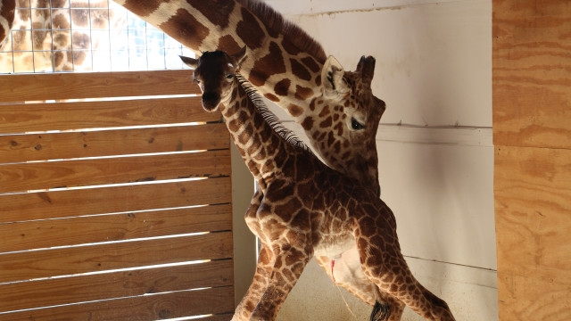 Раждането на жирафче стана хит в мрежата (ВИДЕО)