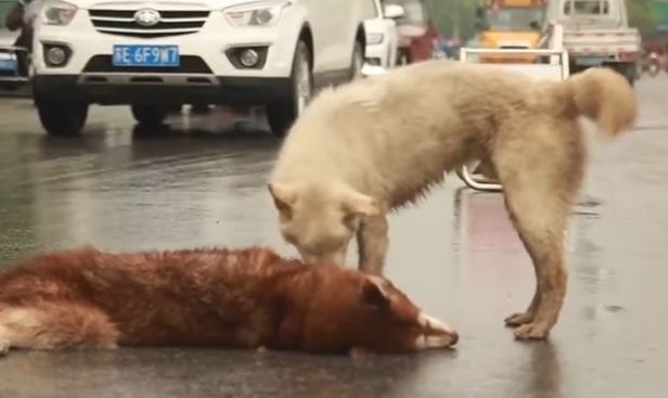 Трогателно ВИДЕО: Куче опита да „събуди” мъртвия си приятел (СНИМКИ)