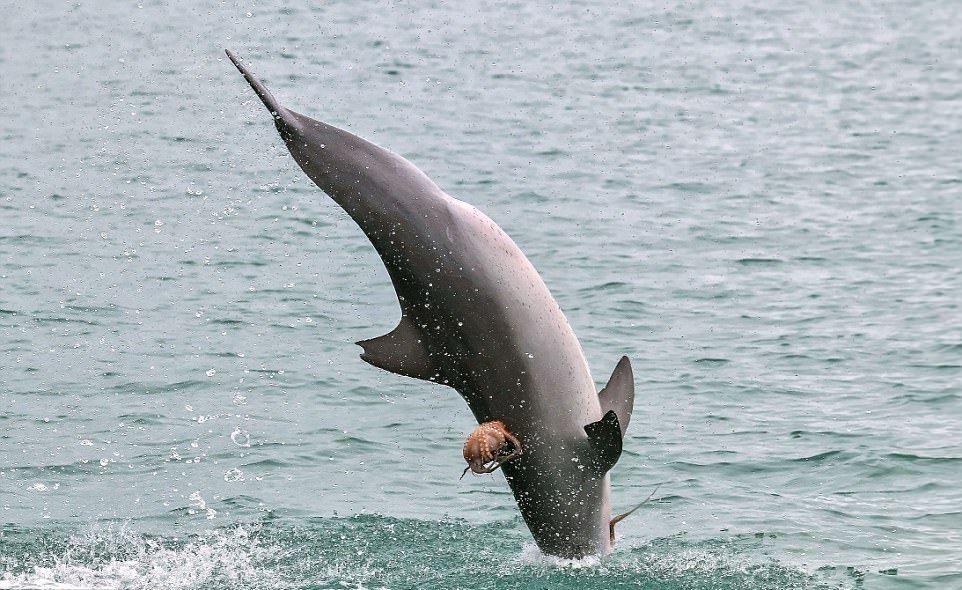 Октопод яхна яростно делфин, за да си спаси живота (ЗРЕЛИЩНИ СНИМКИ)
