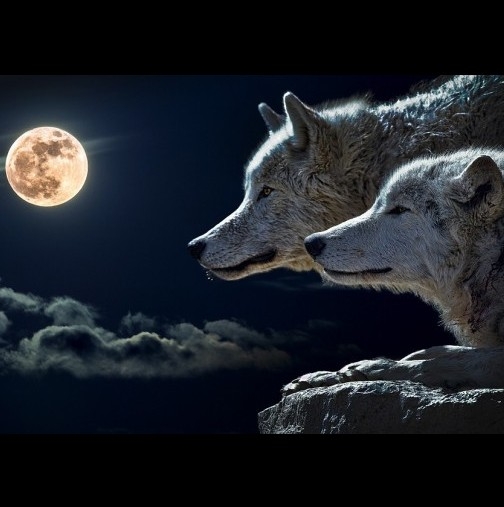 Приказка за двата вълка! Четете за 10 секунди, помните цял живот!