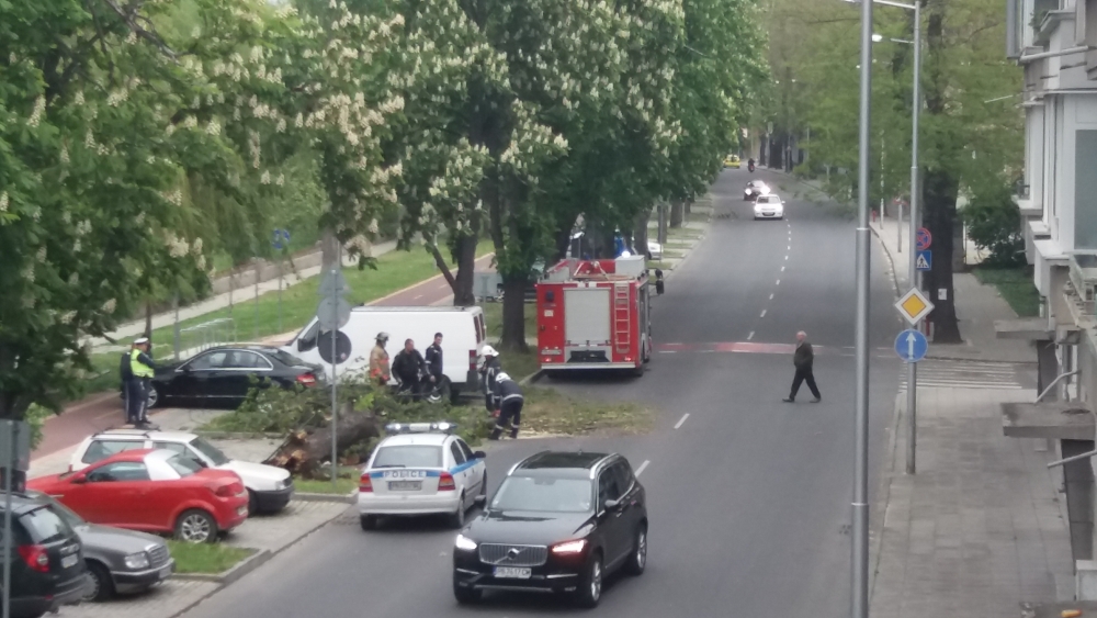 Стар кестен се стовари върху три коли в Пловдив (СНИМКИ)