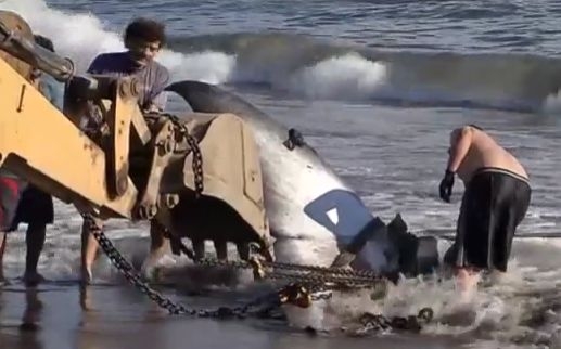 Океанът изхвърли огромно чудовище край бреговете на Чили (СНИМКИ/ВИДЕО)