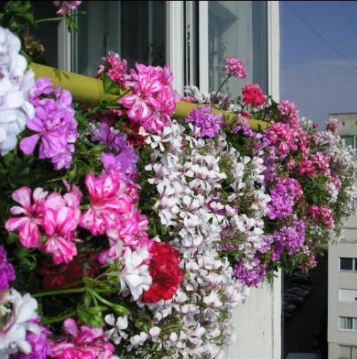 Подхранвайте растенията си вкъщи с тези подправки и ще имате разкошна домашна градинка, а съседките ще завиждат ли завиждат!
