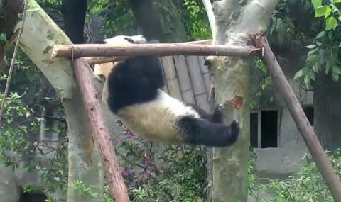 Атлетична панда заби всичките маймуни в земята (ВИДЕО)