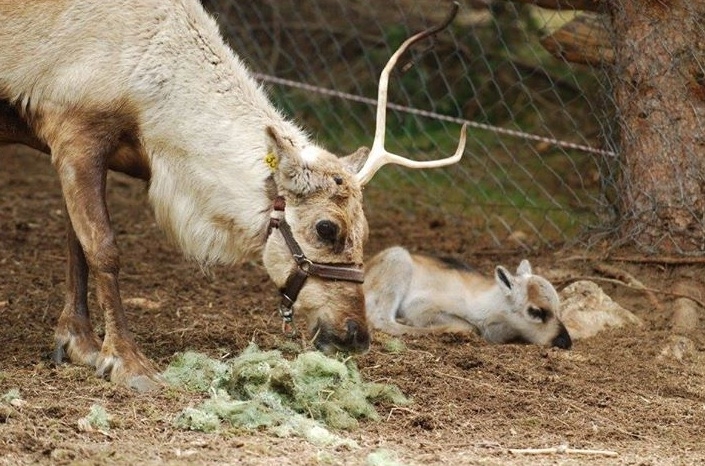 Пролетно чудо! Северно еленче се роди в Родопите