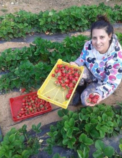 Депутатът Йордан Цонев брои 20 лева за ягоди (СНИМКИ)