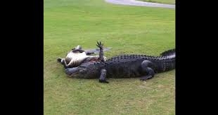 Яростна схватка на алигатори прекъсна игра на голф (ВИДЕО)