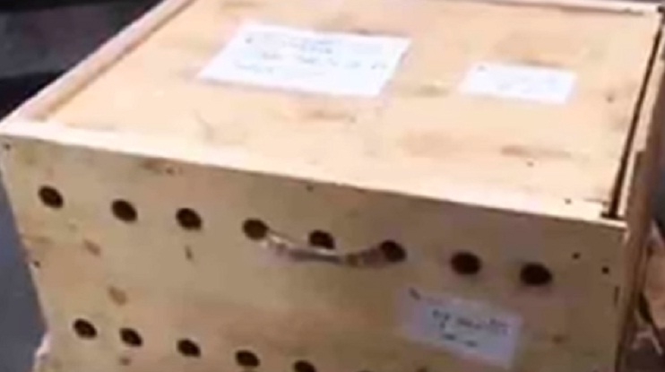 На летището пристигнала странна, дървена кутия. Когато служителите я отворили, останали в шок 