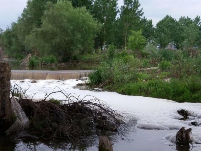 Екобедствие: Река Мечка е осеяна с трупове!