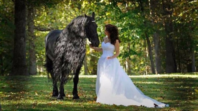 Той е величествен, различен и изключително рядък - най-красивият кон в света (СНИМКИ)