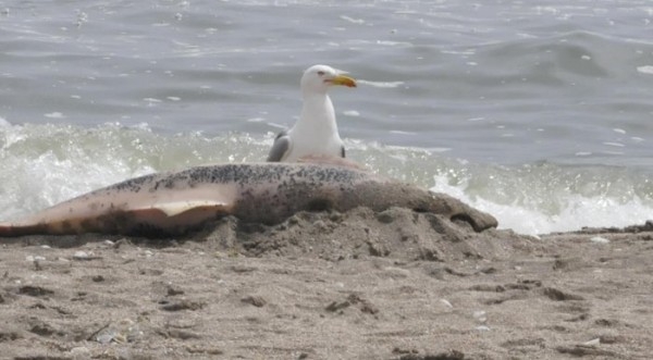 Два мъртви делфина изхвърли морето край Балчик 