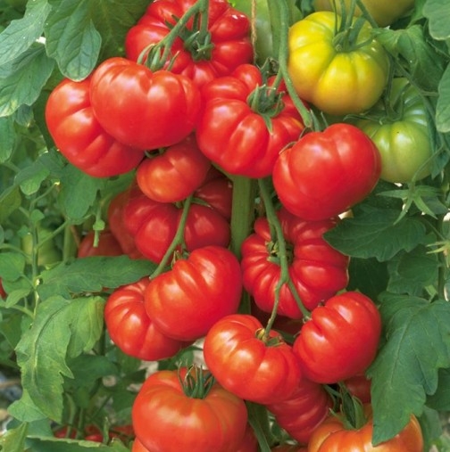 Ценни съвети: Изкарайте вкусни и ранни домати без оранжерии и разсад!
