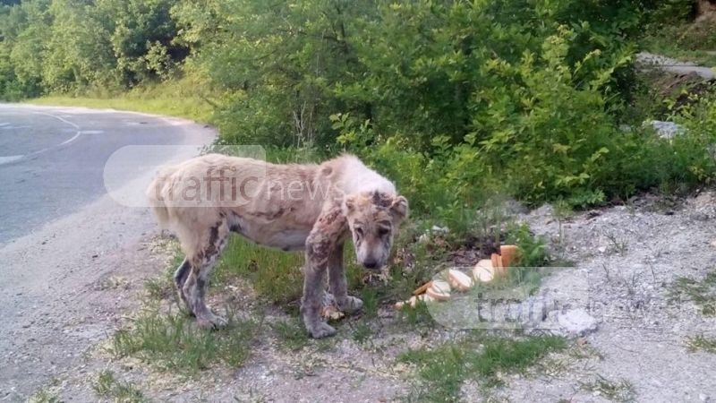 Поредна жестокост към животно: Алабай се скита сам край Пловдив (СНИМКА)