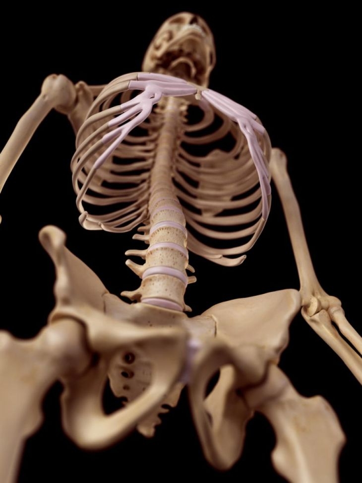 Откриха произхода на човешкия гръбнак! 