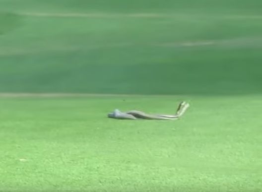 Две отровни змии се сбиха на голф игрище (ВИДЕО)