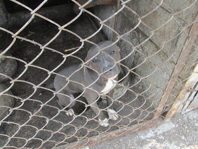 Кошмарни подробности от кучкарника на ужасите край Варна, животните били подлагани на нечувана жестокост