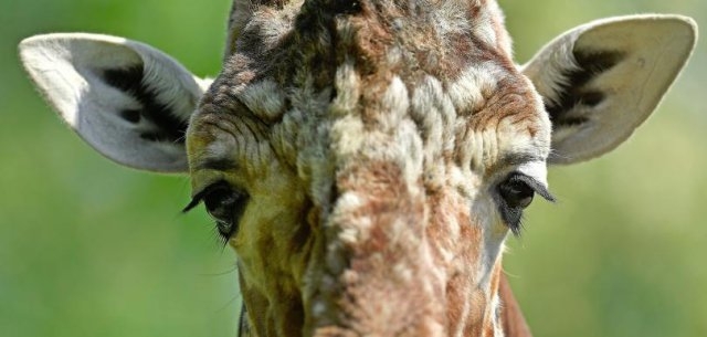 Изчезващ вид жираф се роди във Валенсия