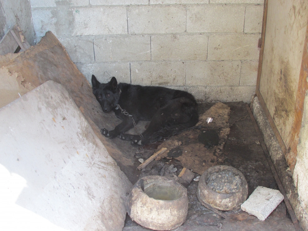 Какво го чака собственика на кучешкия концлагер във Варна