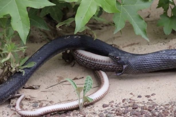 Турист попречи на една змия да изяде друга, втората само проверила какво има в стомаха на първата (ЗРЕЛИЩНО ВИДЕО)