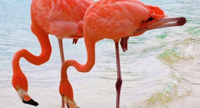 Учени откриха отговора: Фламингото стои на един крак, защото ...