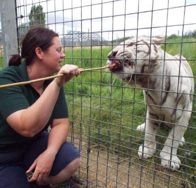 Ужас посред бял ден! Тигър разкъса гледач на животни пред очите на всички
