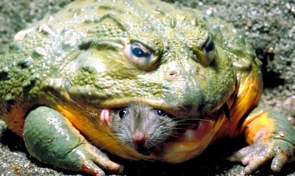 Невиждана твар: Ловецът Маркъс хвана 6-килограмова жаба с размерите на куче (СНИМКИ)