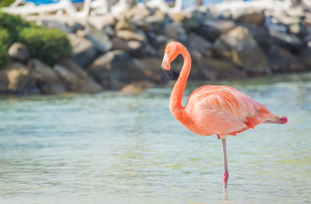 Учени разгадаха защо фламингото стои на един крак