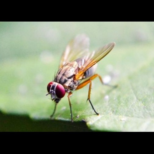 Прост трик, който ще предотврати появата на мухи в дома ви