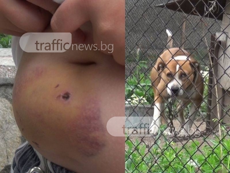 Вендета! Отровиха едно от кучетата на собственика на питбула, който нахапа дете край Пловдив 