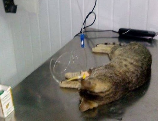Изрод трови котките в бургаския ж.к."Лазур", ето какво им причиниха (ВИДЕО)