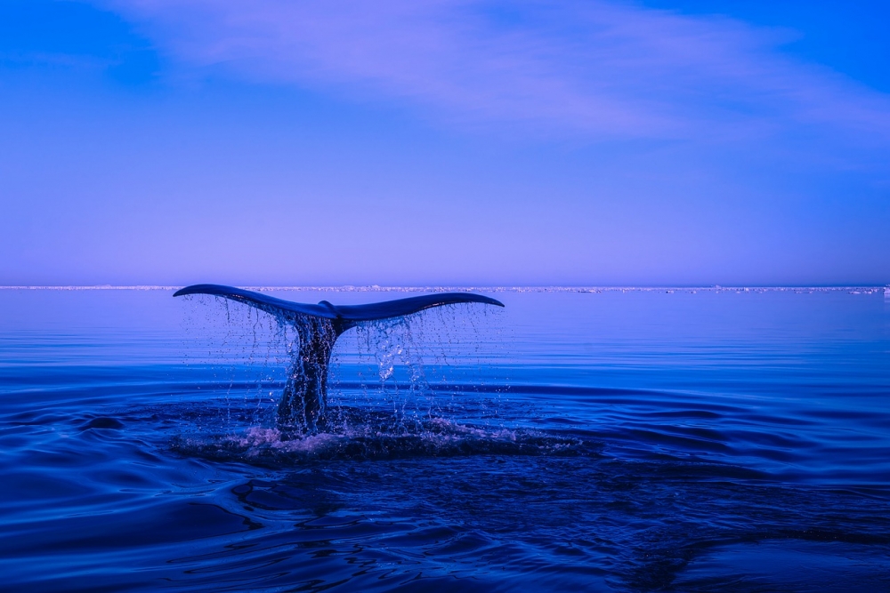 Вкамененлости на нов вид полуводен кит убиец откриха учени в Египет