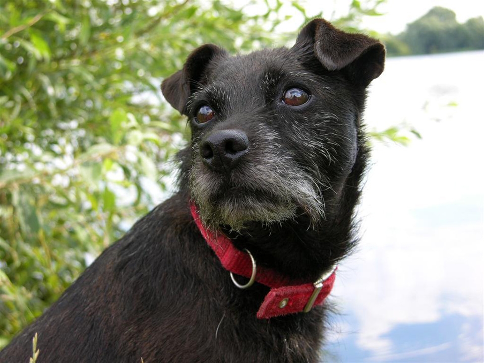 Изчезнало куче се върна след 6 години при стопанката си (СНИМКИ)