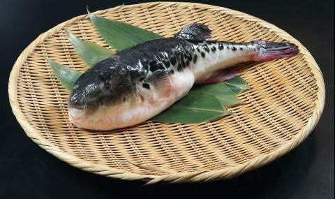 Нов хибриден вид фугу ужасява японските готвачи, отравянето е на 100%