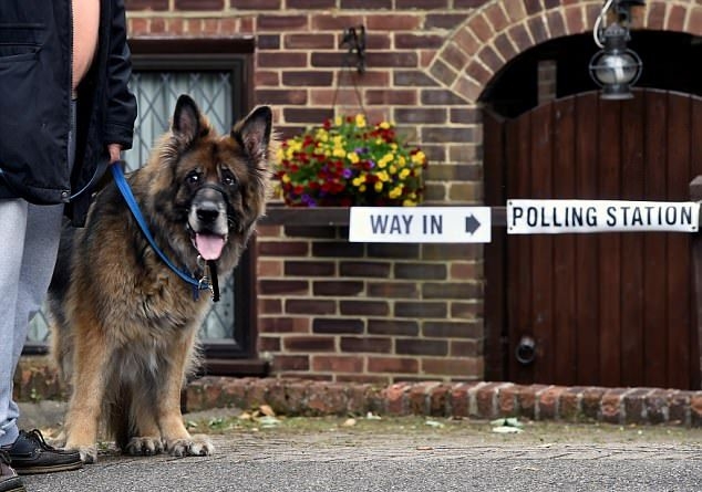 Вотът преди Брекзит: Кучета, котки, плъхове и героят Елмо пускат бюлетини за парламента (СНИМКИ/ВИДЕО)