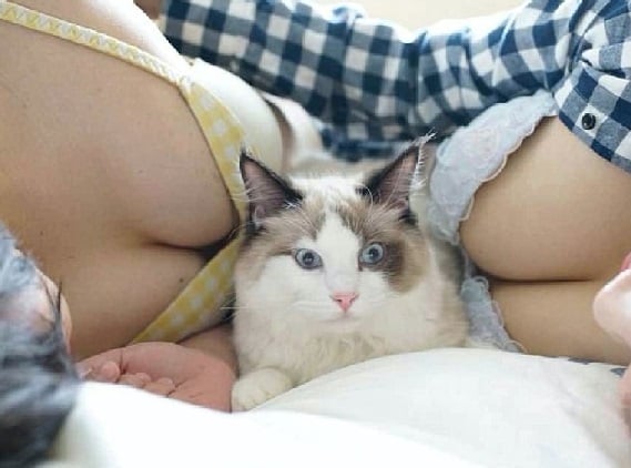 Фотограф издаде терапевтичен албум със СНИМКИ 18+ на женски гърди и котенца