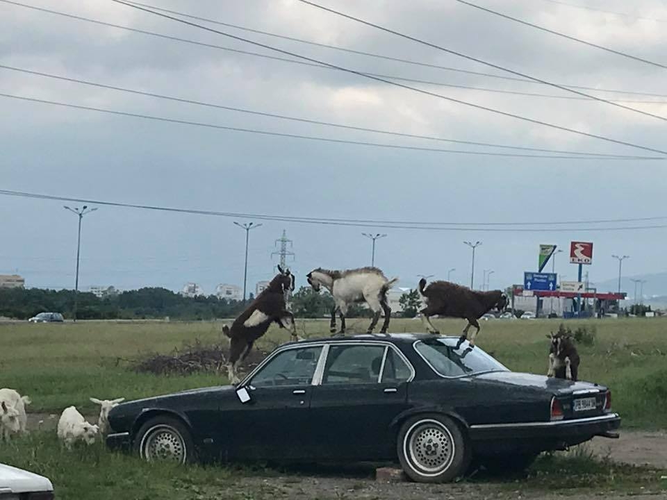 Уникално ВИДЕО: Кози потрошиха Ягуар в София