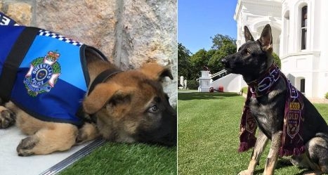 Уволниха полицейското куче Гевъл, не искал да арестува (СНИМКИ)