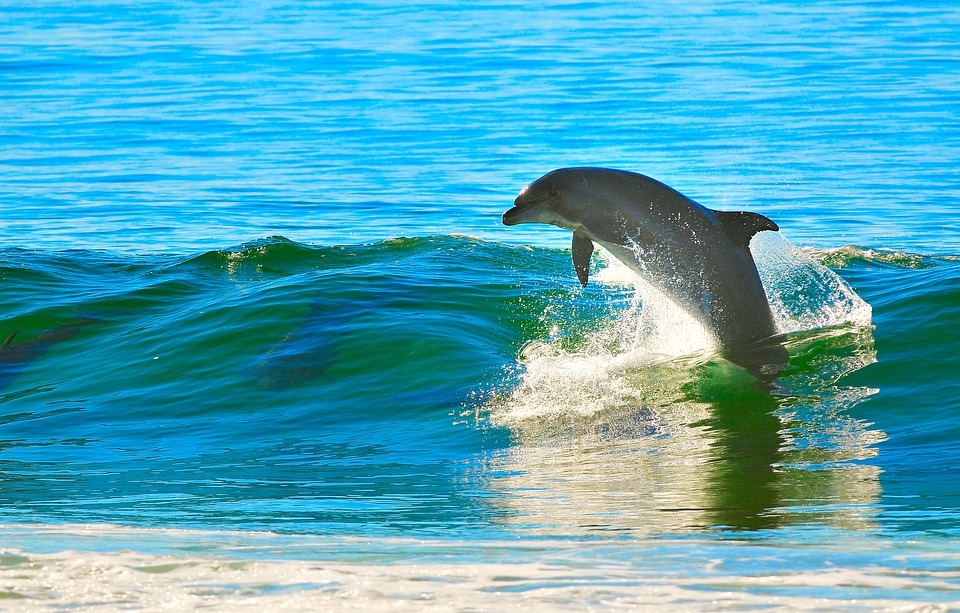Затвориха френски плажове заради... разгонен делфин