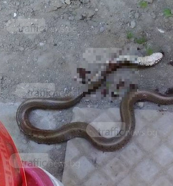 Шок в Пловдив: Змия се промъкна в дома на майка с две деца, котката я изгони  (СНИМКИ)
