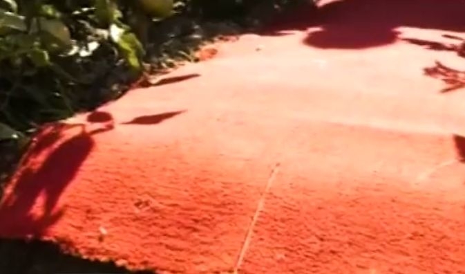 Стопанка от с.Труд придаде светски блясък на зеленчуковата си градина с... червен килим (ВИДЕО)