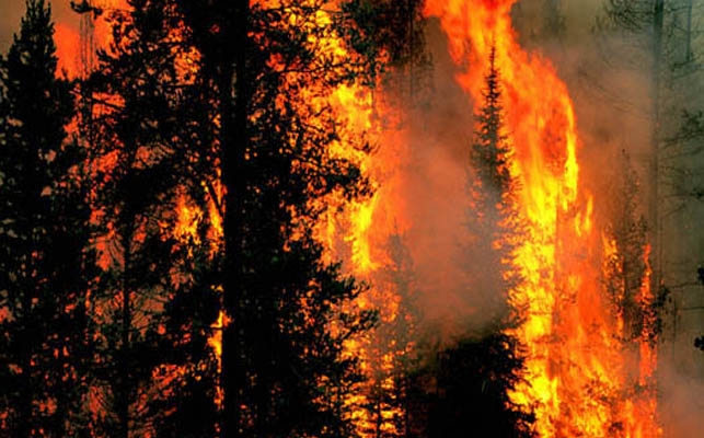 Най-малко 19 са загинали в горските пожари в Португалия