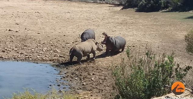 Зверска битка! Хипопотами удавиха носорог (СНИМКИ/ВИДЕО)