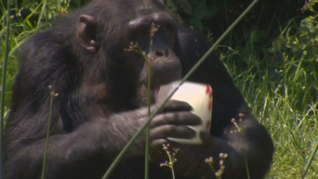 Уникално: Виж как се разхладиха тези шимпанзета в Лондон (ВИДЕО)